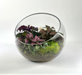 7" Slope Glass Terrarium